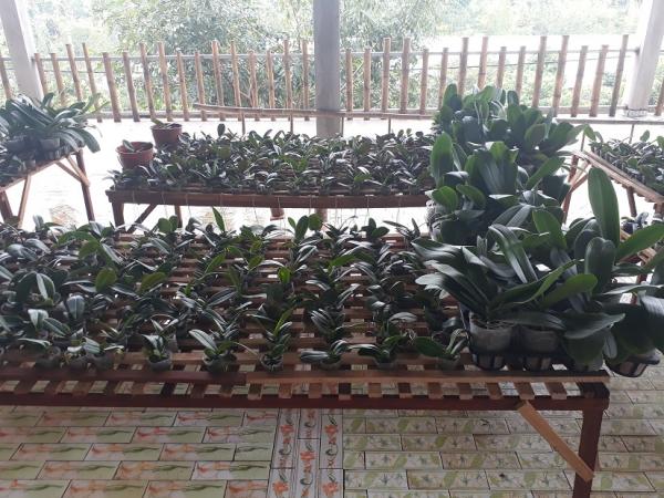 Lan Làng Tre - Hình mô tả 1