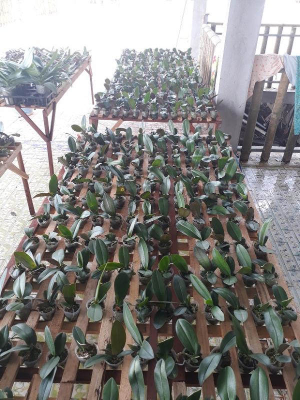 Lan Làng Tre - Hình mô tả 2