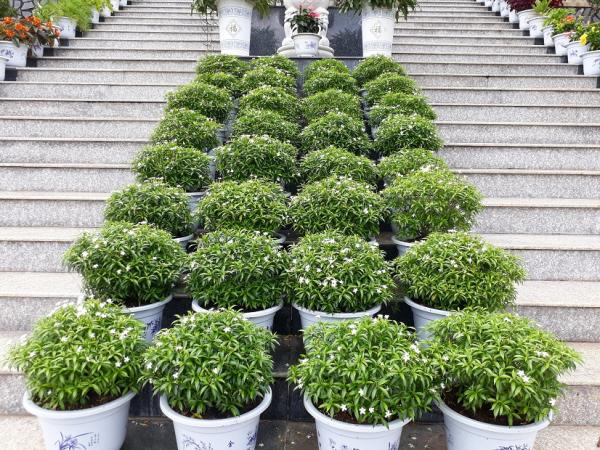 Chánh Điện Làng Tre 2017 - Hình mô tả 3