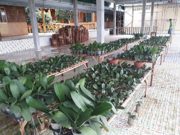 Lan Làng Tre - Hình mô tả 4