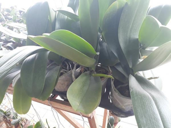 Lan Làng Tre - Hình mô tả 5