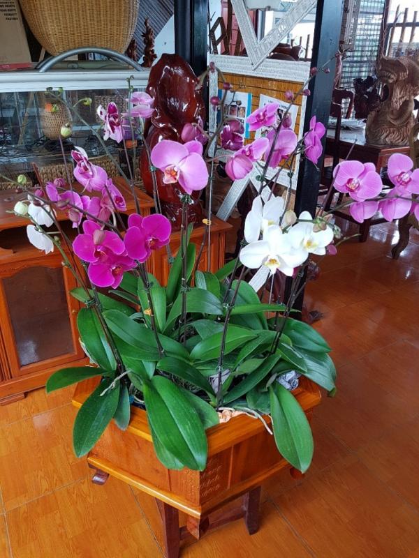 Lan Làng Tre - Hình mô tả 7